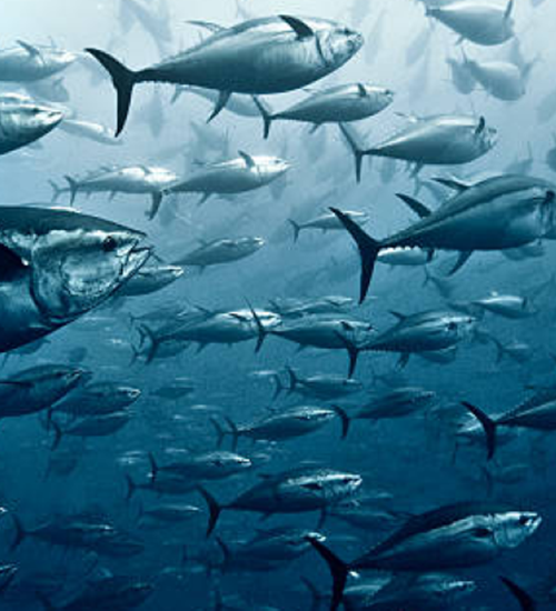 The Great Migrator   Bluefin Tuna 